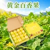 Qin Mi Não. 9 Maracujá Dourado Maracujá Dourado Presente de Feriado Caixa de Presente Compra em Grupo Produtos de Ano Novo Presente Estilo Empresarial