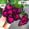 Planta en Maceta Rosa del Desierto con Doble Pétalo, Planta Verde Resistente a la Sequía, Fácil de Cuidar en Interiores o en el Balcón, Planta Suculenta Fácil de Mantener en Verano