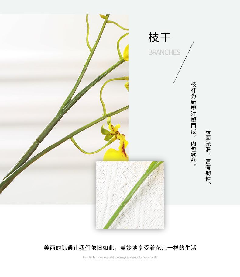跳舞兰集合详情-兰韵_18