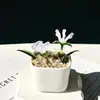 Enfeites de Vidro Zibo, Plantas Suculentas em Vasos, Plantas Verdes de Vidro, Presentes de Flores de Dezembro, Artesanato para Decoração de Escritório
