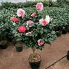 Mudas de Camélia em Vaso Xiangfei Camélia de Flor Grande com Botões Vermelho Vermelho Plantas de Flores de Interior Florescendo em Todas as Estações