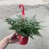 Helecho Cola de Lobo Bonsái Helecho Maceta Planta Verde Micro Paisaje Absorbedor de Formaldehído Mini Escritorio Interior Oficina Perenne Todo el Año