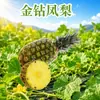 Piña Dorada de Hainan Dropshipping Fruta Fresca Tropical Caja Entera de Temporada Pulpa de Fruta Fresca Tierna para Regalos Fruta Fresca