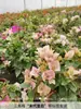 Planta de Bougainvillea Dobrada em Vaso, Muda Grande, Tronco Antigo Resistente, Planta Trepadeira para Interior e Exterior, Flor Ameixa Vermelha, Floresce o Ano Todo