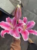 Bulbos de lirio perfume, semillas de lirio de un pétalo enviadas con capullos, de pétalo doble, flores ornamentales de maceta de cuatro estaciones al por mayor