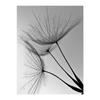 Amazon Más Vendido Moderno Simple Blanco y Negro Planta Diente de León Sala de Estar Dormitorio Pintura Póster Lienzo Pintura Decorativa Núcleo