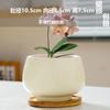 Maceta de Cerámica Transfronteriza Amazon TEMU Caliente Nueva Lujo Ligero Alto Sentido Phalaenopsis Hogar Una Pieza