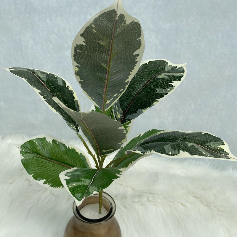 9叉花橡皮树.JPG
