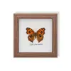Especimen de Mariposa Real, Especimen de Insecto, Especimen Real en Marco de Vidrio, Decoración para el Hogar de Libélula, Decoración de Regalo de Cumpleaños
