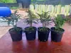 Bonsai de Madeira de Vaso para Desktop Manutenção Simples Variedade Miniatura Minúscula Gergelim Olmo Planta Verde Folhas Pequenas Fácil de Manter e Viver