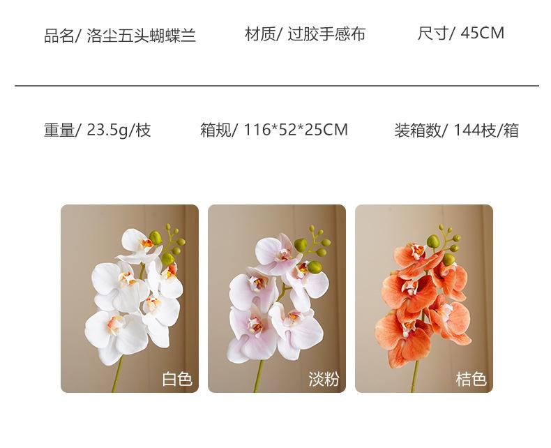 洛尘五头蝴蝶兰_06.jpg