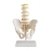 Modelo de Vértebras Lumbares Normales(Dos Secciones),Modelo Anatómico de Esqueleto Humano