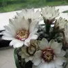 Cacto Flor de Jasmim Carmesim em vaso para decoração de escritório e casa, flores de varanda, mudas de suculentas