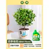 Plántula de Osmanthus en Maceta Osmanthus de Cuatro Estaciones Osmanthus Dorado Planta de Interior de Aroma Fuerte Patio Árbol Grande Dorado Maceta Flor Plantación en Suelo