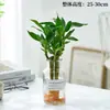Traga Riqueza e Tesouro Bambu Hidropônico Planta de Bambu da Sorte Bambu da Sorte Planta Verde Flor em Vaso Interna Árvore da Boa Fortuna com Raízes
