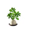 Bonsai das Oito Direções da Riqueza: Planta em Vaso Madeira Pata de Pato para Hidroponia, Verde para Mesa de Escritório, Sala de Estar, Fácil de Cuidar em Todas as Estações