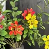 Flor de Vinca Artificial, Flor Falsa de Alta Calidad para Bodas, Producto Terminado para Decoración de Sala de Estar, Flor de Plástico