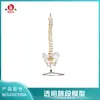 Modelo de Columna Vertebral Grande Natural Boyou (con Pelvis) Modelo de Columna Vertebral con Pelvis Ayudas de Enseñanza Médica Columna Vertebral con Pelvis