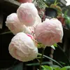 Hacker Queen Jugo Rosa Maceta Balcón Patio Villa Flor Planta Cuatro Estaciones Dropshipping