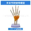Simulación de Enseñanza Esqueleto Humano de Articulaciones Codo Muñeca Tobillo Hueso Hombro Rodilla Cadera Ligamento Ortopédico Modelo Médico