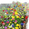 Semillas de flores silvestres de combinación de cuatro estaciones al por mayor hermosas flores de campo mar escénico semillas de flores Zinnia especies de flores gesang