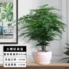 Plantas de Aspargo em Vasos para Interior Grande Bonsai Absorve Formaldeído o Ano Todo Plantas Verdes Perenes Florais Fácil de Cultivar e Manter