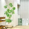 Forma Pie de Pato Madera Sala de Estar Maceta Grande Planta Verde Interior Sala de Estar Grande de Pie Flor Real Pila Vieja Pie de Pato Madera