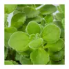 Planta en Maceta con un Toque de Fragancia, Planta Verde con Aroma Fuerte para Sala de Estar, Balcón, Repelente de Mosquitos, Repelente de Insectos, Suculenta con Aroma, con Tierra para Macetas