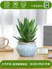 Envío directo Aloe Vera en maceta Interior Dormitorio Purificador de aire Resistente a la sequía Florales y Plantas Verdes Escritorio de oficina Buen almacenamiento