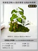 Simulação Plantas Verdes Paisagismo Plantas Artificiais Musgo Verde Musgo Verde Micro Paisagem Combinação Decoração de Interior Janela Corredor Exibição Decoração