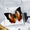 Foto de Espécime de Borboleta Real Porta-Retrato Caixa Transparente Ornamentos Estéreo Presente Ensino de Jardim de Infância Criativo Artesanal Adereços para Fotos
