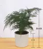 Plantas de Espárragos en Maceta Plantas Verdes de Interior para Oficina Plántulas Bonsái Bambú Nube Enano Tangshan Flor de Viento Maceta Plantas Pequeñas en Maceta