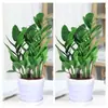 Árvore da Fortuna Planta em Vaso Grande Árvore da Fortuna Planta Verde Pequena Árvore da Fortuna Sala de Estar Escritório Flores de Interior Bonsai Cordão da Fortuna