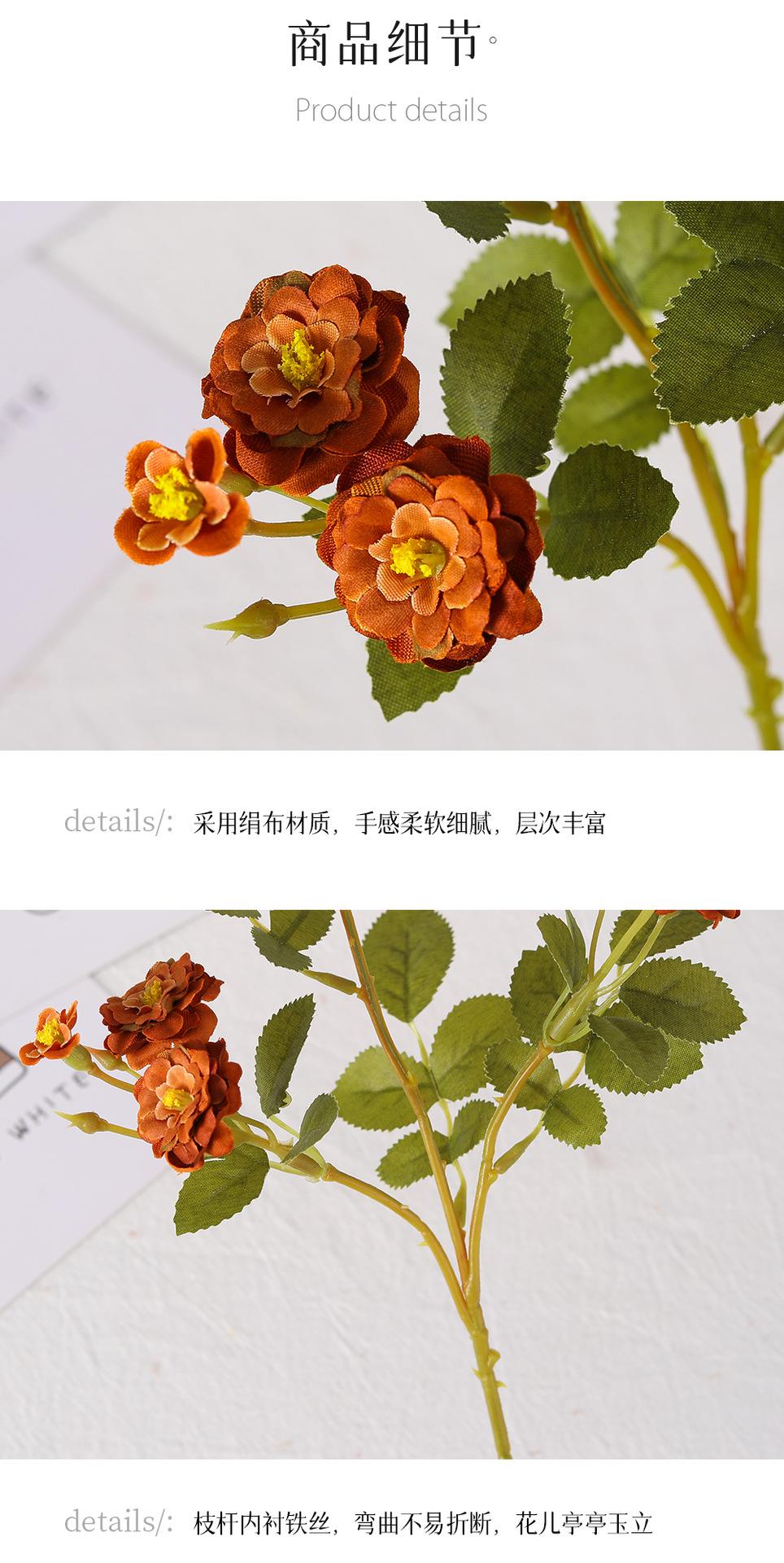 迷你小月季详情图