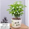 Planta de Jazmín en Maceta Florece en Todas las Estaciones, Plántulas de Jazmín Especialmente Aromáticas con Capullos, Plantas con Flores, Florales de Interior, Fácil de Cultivar
