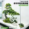Decoração de Combinação de Paisagem de Plantas Verdes Plantas Artificiais Arranjo de Exibição de Janela de Pátio Cenário de Paisagem Interna Árvore de Atmosfera