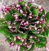 Orquídea garra de cangrejo en maceta con brotes. Nueva variedad importada. Plántulas de orquídea garra de cangrejo de doble pétalo. Plantas de interior, florales y verdes.