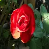 Plántulas de Flor Rosa Vino, Florales Extra Grandes y Plantas Verdes, Rosas en Maceta de Interior, Flores de Rosa, Enredaderas Trepadoras, Floreciendo en Todas las Estaciones