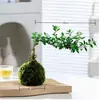 Bola de musgo de hierro mexicana para escritorio de estudio, nuevo estilo Zen chino, planta verde de hoja perenne, planta de interior, árbol de hierro, hierba de la suerte