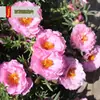 Semillas de Girasol Florecen en Todas las Estaciones, Maceta de Balcón Patio Flores Fáciles de Cultivar Semillas Fabricante Venta al por Mayor alrededor de 500 Semillas