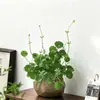 Hierba de Dinero Cultivo Hidropónico en Tierra Planta Viva Purificadora de Aire Interior Oficina Escritorio Maceta Flor Perenne Todo el Año