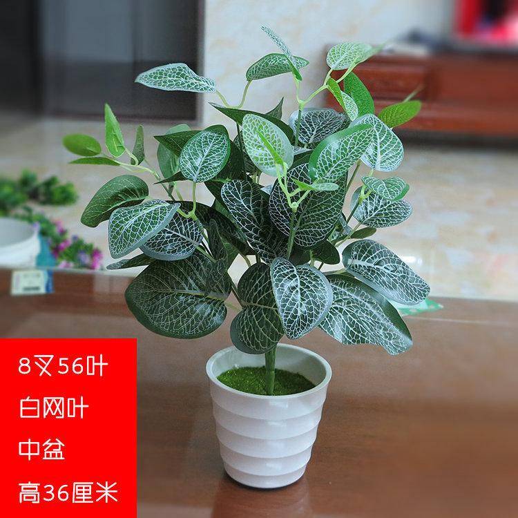 56叶中盆白网叶