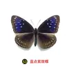 Especímenes Tridimensionales de Mariposas e Insectos Reales para la Educación Científica Infantil en Jardines de Infancia, con Alas Extendidas, Diseño de Estilo Fotográfico 1