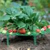 Soporte para Bandeja de Plantación de Fresas Horticultura Fruta en Maceta Hogar Planta Verde Empalme Anti-Pudrición Hoja Podrida Fruta Podrida Estante Marco de Soporte