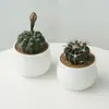 Cactus Premium para Interior Pequeño Cactus en Maceta Planta Suculenta Wanzhongshan Planta Verde para Escritorio de Oficina