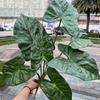 Sensación de simulación planta verde grande fábrica de comercio exterior 7 sensación color hojas de taro paisaje selva tropical jardín planta verde al por mayor