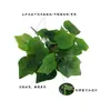 Venta Directa de Fábrica de Nuevas Plantas Artificiales de Rábano Verde para Decoración de Paredes, Plantas en Maceta para Fotografía, Plantas Verdes para Paisajismo de Bodas