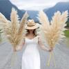 Hierba de la Pampa Seca, Juncia y Flores de la Pampa para Decoración de Bodas Estilo Nórdico y Arreglos Florales, Venta al por Mayor de Fabricantes de Yunnan