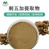 Extracto de Acanthopanax senticosus 0.8-1.5% Polvo concentrado de Acanthopanax senticosus fuente de saponinas fabricante en stock puede enviar muestras