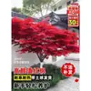 Plántulas de Arce Rojo Japonés al por Mayor Plántulas de Arce Rojo Chino Plántulas de Arce Rojo Wujimei Resistente al Frío de Tres Estaciones Plantas en Maceta Árboles de Jardín Verde